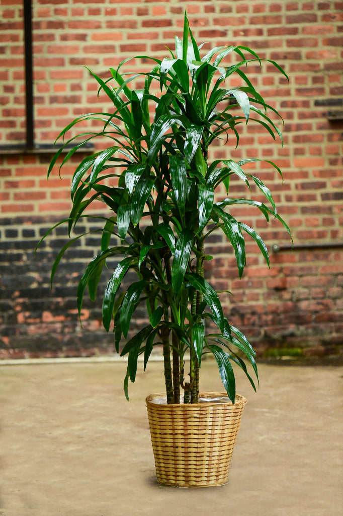 dracaena fragrans deremensis Dracaena Deremensis | Lisa Cane | 10" Pot | Easy Care Houseplant