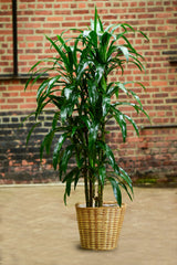 dracaena lisa benefits Dracaena Deremensis | Lisa Cane | 10" Pot | Easy Care Houseplant
