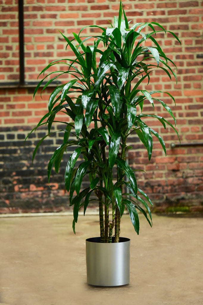 dracaena deremensis bausei Dracaena Deremensis | Lisa Cane | 10" Pot | Easy Care Houseplant