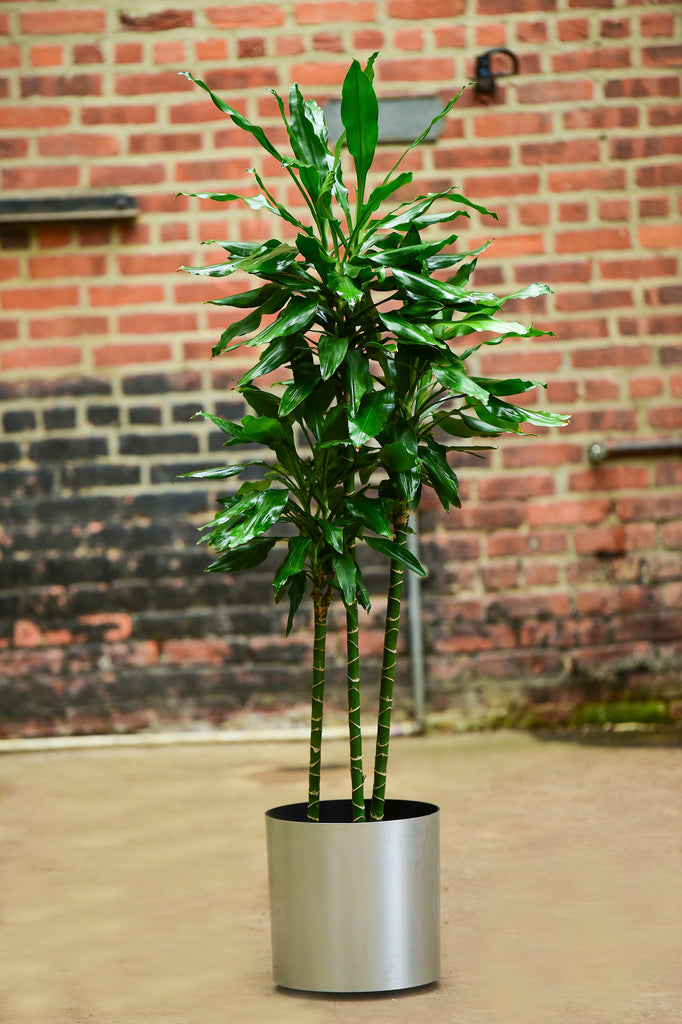 dracaena elegance cane Dracaena deremensis 'Costaricana' – Interior Foliage Design