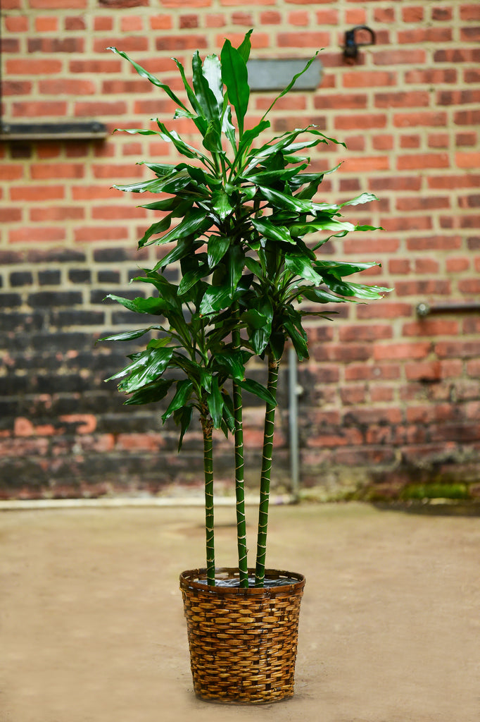 Dracaena deremensis 'Costaricana' – Interior Foliage Design