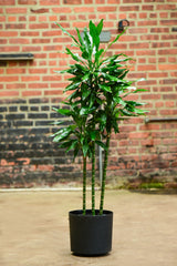 dracaena costaricana Dracaena deremensis 'Costaricana' – Interior Foliage Design