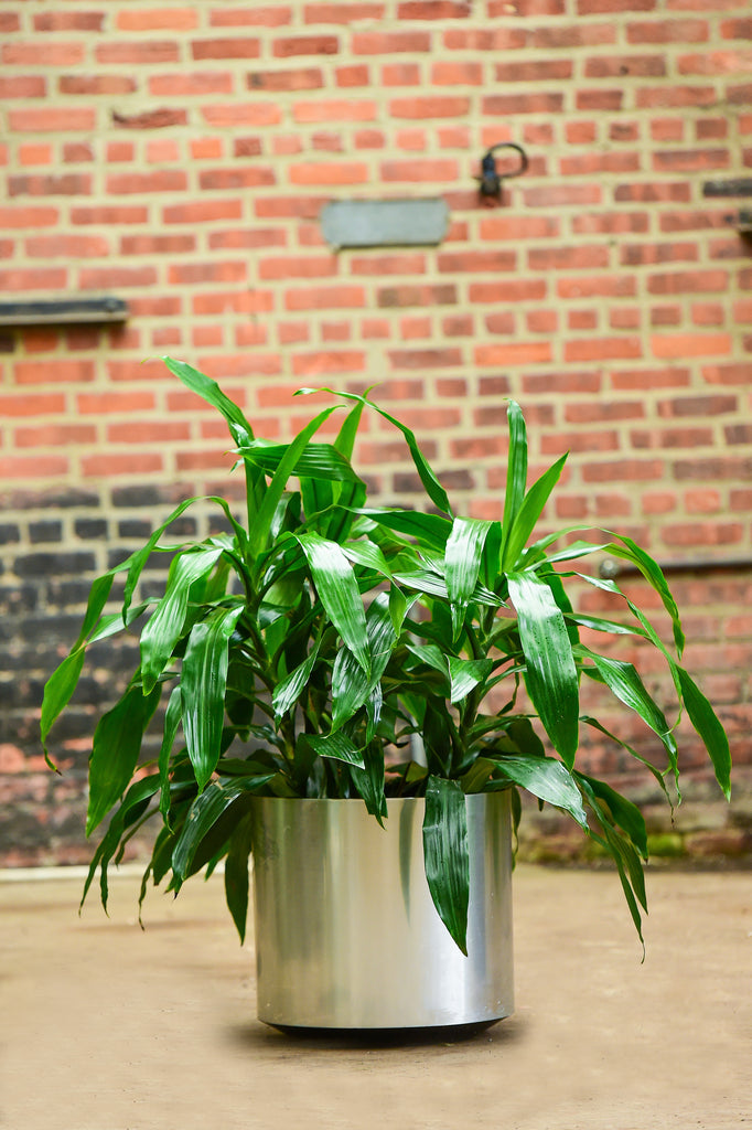 Dracaena Deremensis | 10