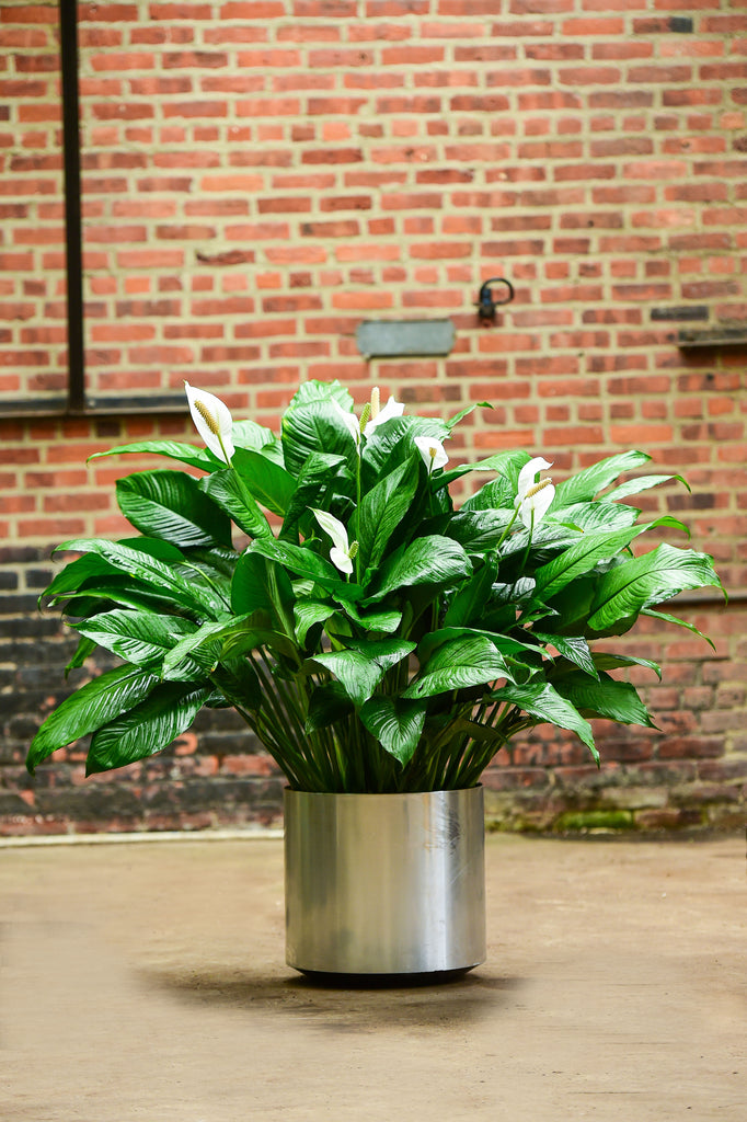 Spathiphyllum 'Peace Lily' – Interior Foliage Design