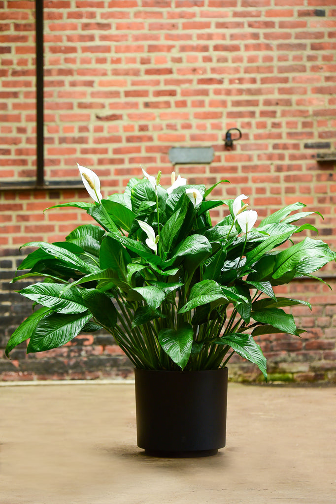 spathiphyllum peace lily varieties Peace Lily, Spathiphyllum