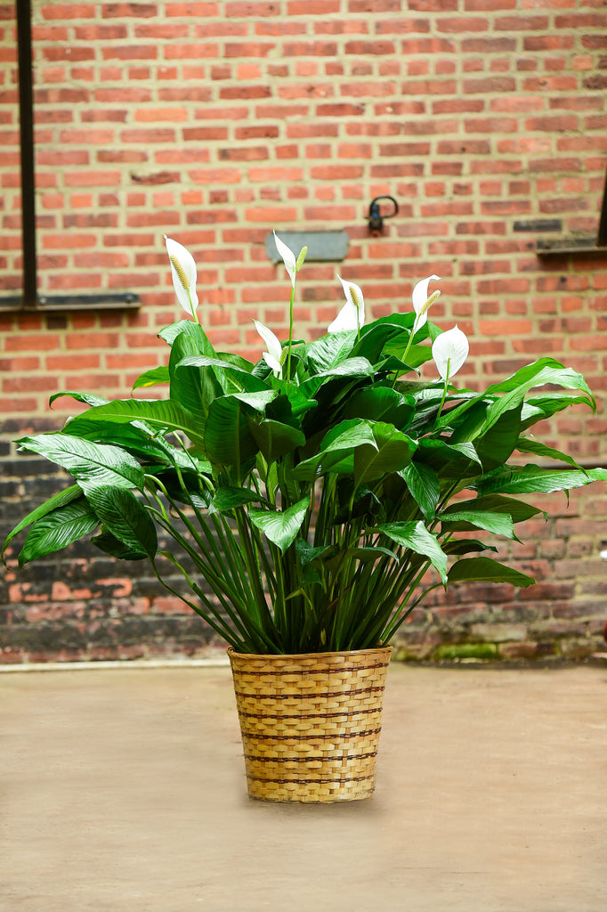 indoor plant spathiphyllum Peace Lily, Spathiphyllum