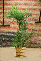 pencil cactus for sale Pencil Cactus – Interior Foliage Design