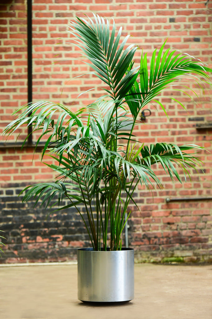 kentia palm indoor plant Kentia Palm – Interior Foliage Design