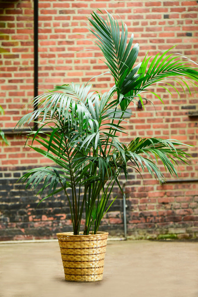 kentia palm and cats Kentia Palm – Interior Foliage Design