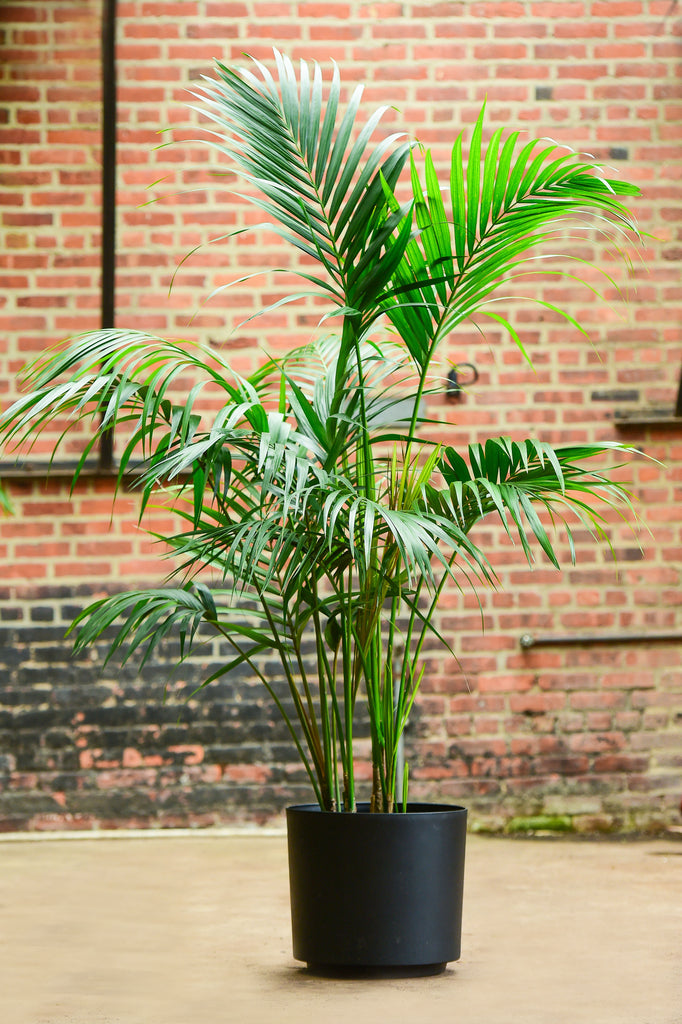 kentia palm plant for sale Kentia Palm – Interior Foliage Design