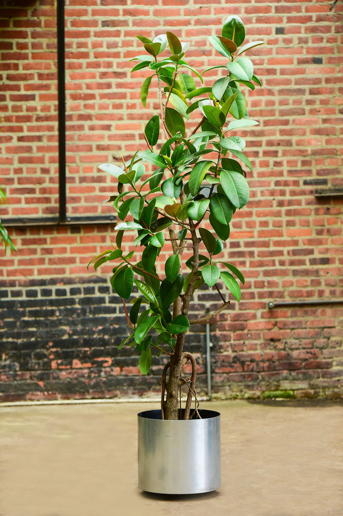 ficus elastica rubber tree Ficus elastica (Rubber Tree Plant) – Interior Foliage Design