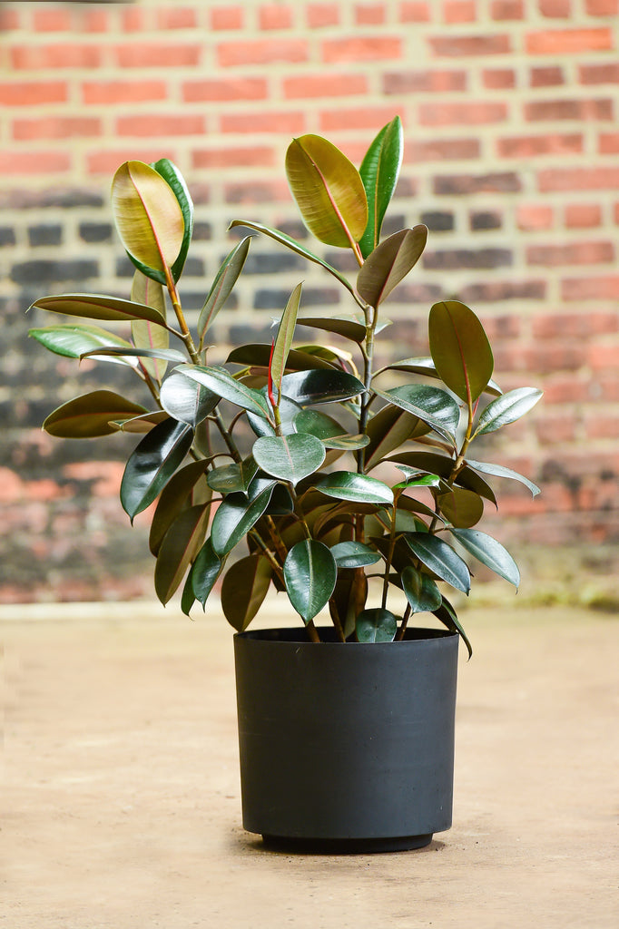 rubber fig house plants Ficus elastica (Rubber Tree Plant) – Interior Foliage Design