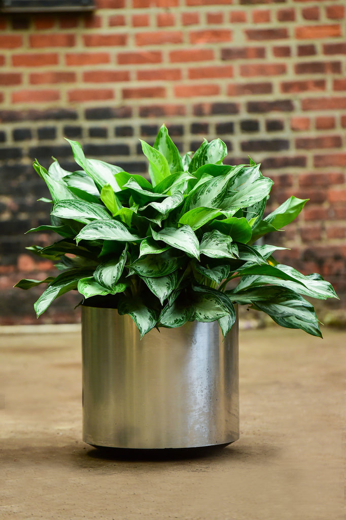chinese evergreen is it an indoor plant Chinese Evergreen – Interior Foliage Design