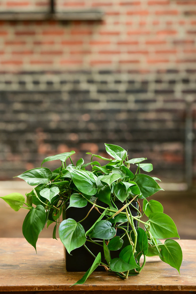 philodendron inside Philodendron
