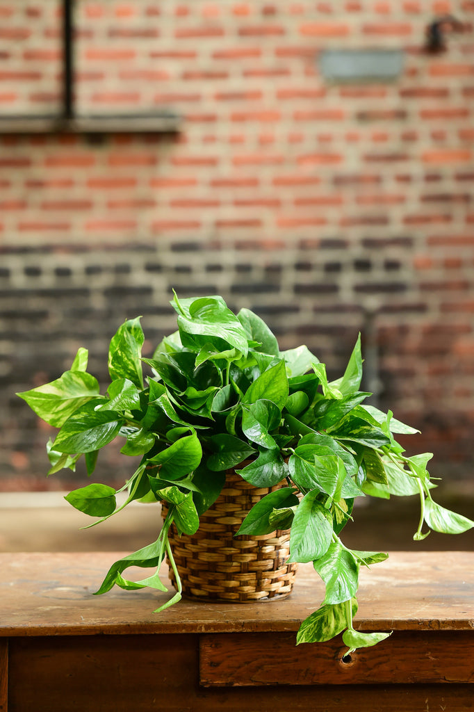 golden pothos wall Golden Pothos – Interior Foliage Design