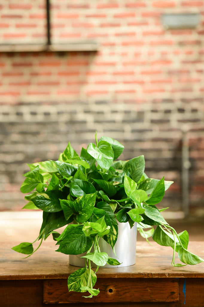 golden pothos tabletop plant Golden Pothos – Interior Foliage Design