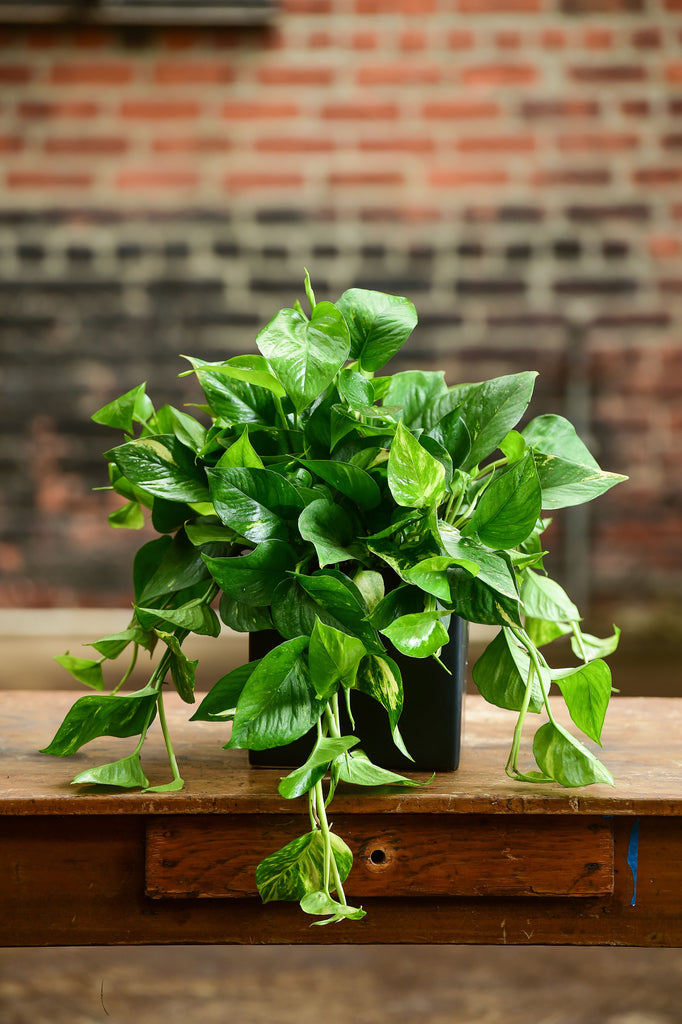 golden pothos tabletop plant Golden Pothos – Interior Foliage Design