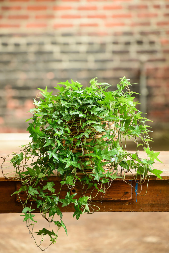 English Ivy – Interior Foliage Design