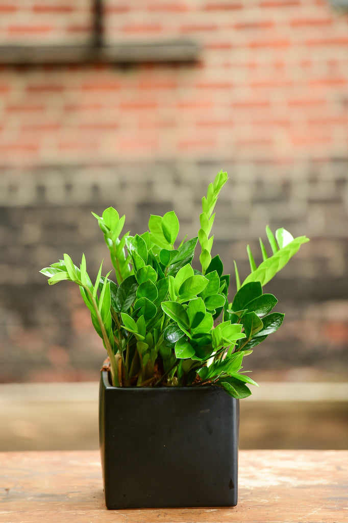zz plant bonsai ZZ Plant Bonsai – Interior Foliage Design