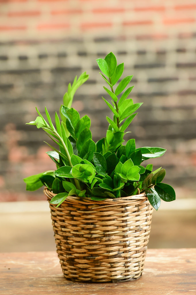 zz plant in basket ZZ Plant Bonsai – Interior Foliage Design