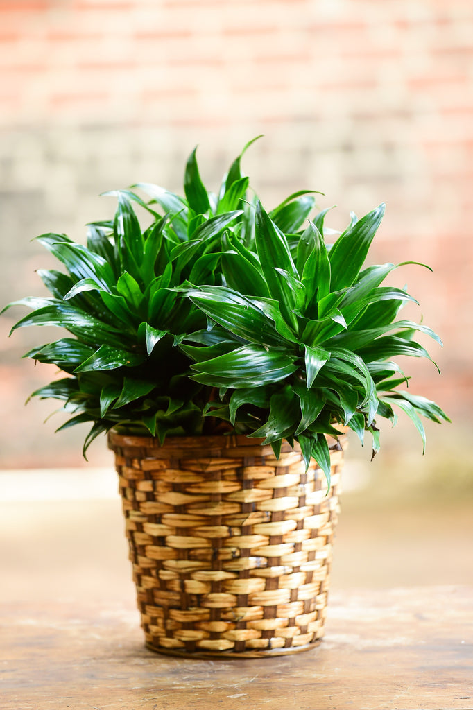 dracaena deremensis compacta Janet Craig 'Compacta' (Tabletop) – Interior Foliage Design