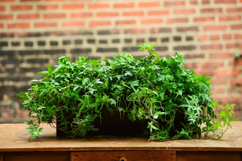 Ivy Rectangle – Interior Foliage Design