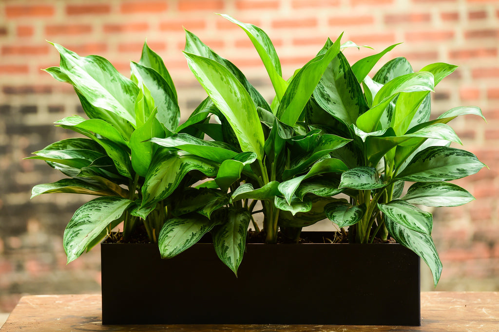 silver queen house plant Silver Queen Medley – Interior Foliage Design