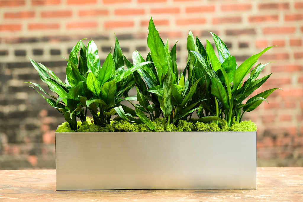 aglaonema commutatum emerald beauty Emerald Beauty – Interior Foliage Design