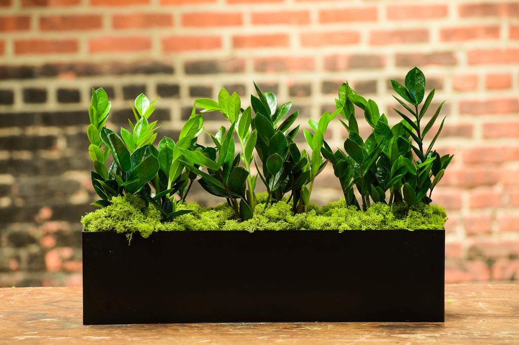 faux zz plant small ZZ Plant Rectangle – Interior Foliage Design