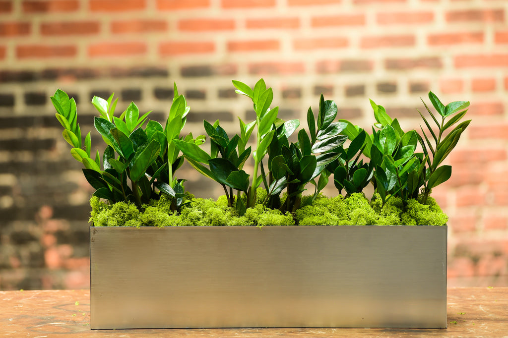 zz plant office ZZ Plant Rectangle – Interior Foliage Design