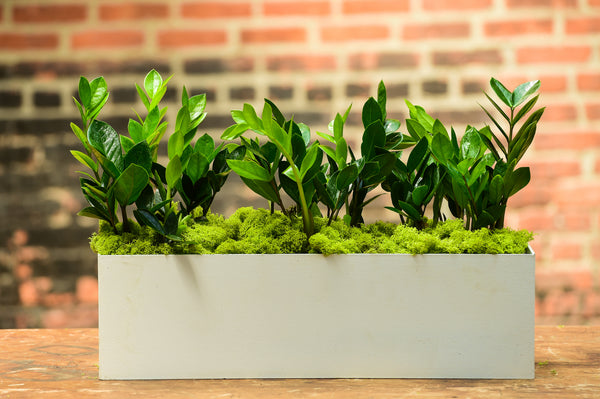 snake plant in rectangular pot Sansevieria Trifasciata (Rectangle) – Interior Foliage Design
