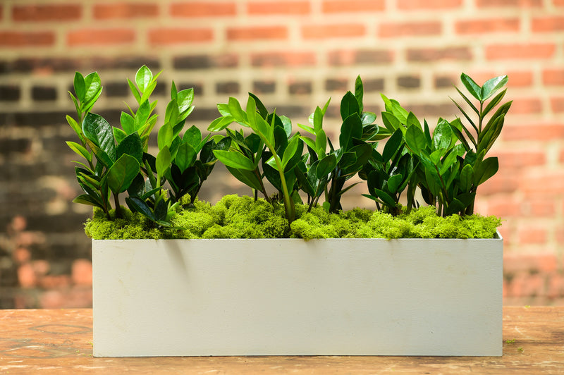 zz plant planter ZZ Plant Rectangle