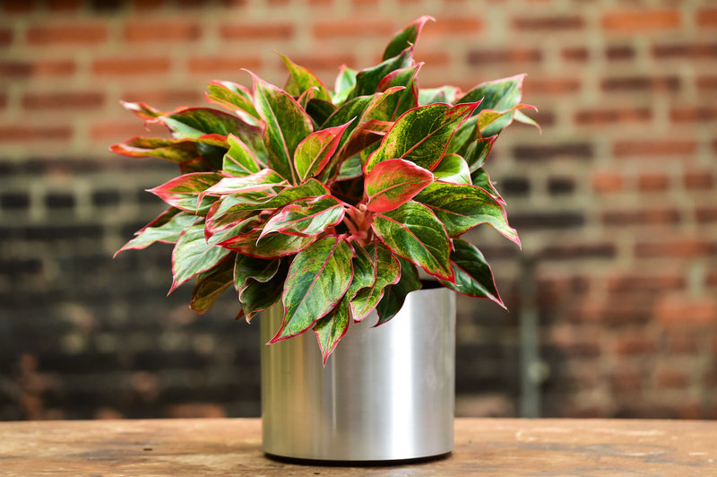 red aglaonema indoor care Red Aglaonema – Interior Foliage Design