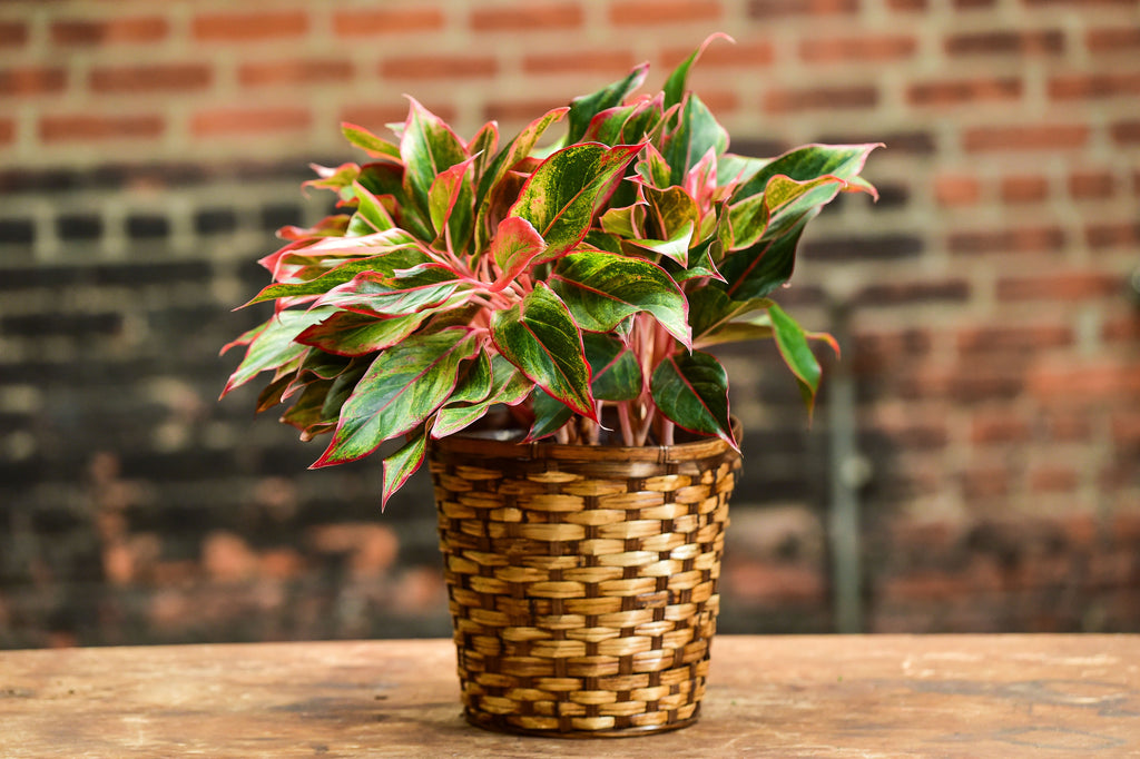 Red Aglaonema – Interior Foliage Design