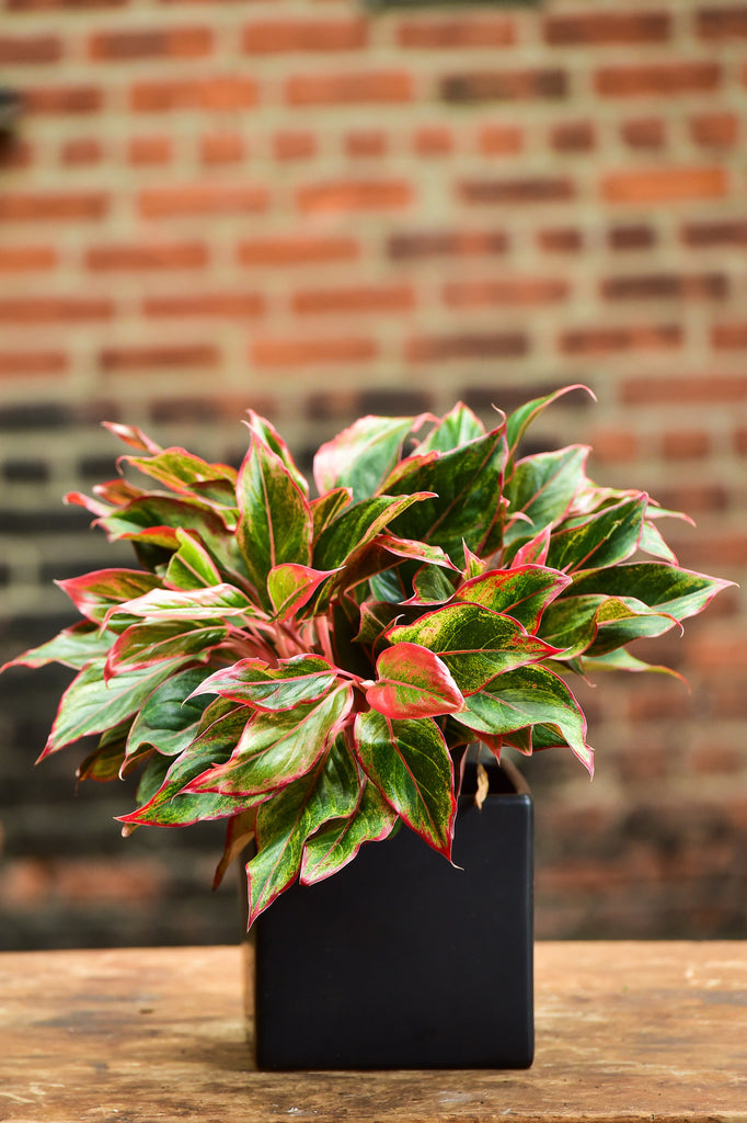 red dragon aglaonema Aglaonema Red Plant