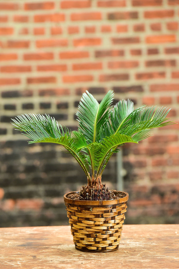 sago bonsai palm tree Sago Palm Bonsai – Interior Foliage Design