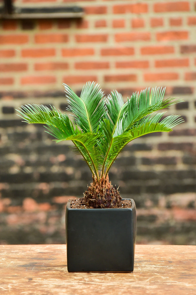 sago palm with succulents Sago Palm Bonsai – Interior Foliage Design