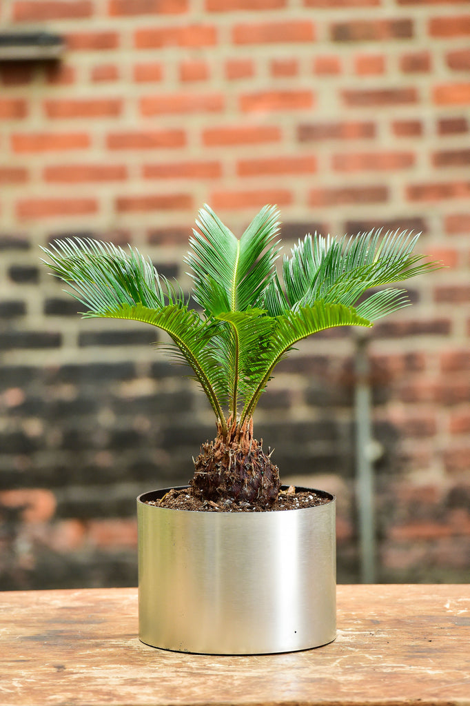 palm bonsai tree Sago Palm Bonsai – Interior Foliage Design