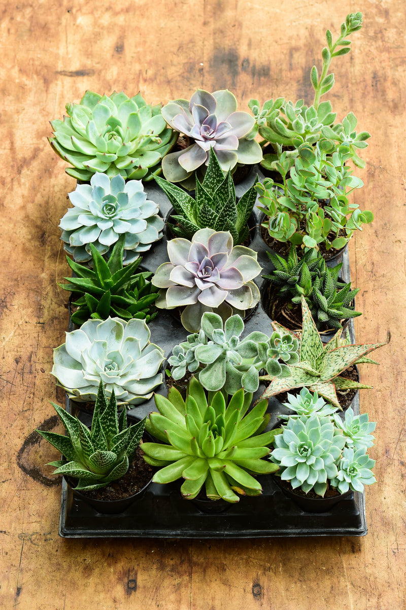 Assorted Succulent TRAY, 15 PACK – Interior Foliage Design