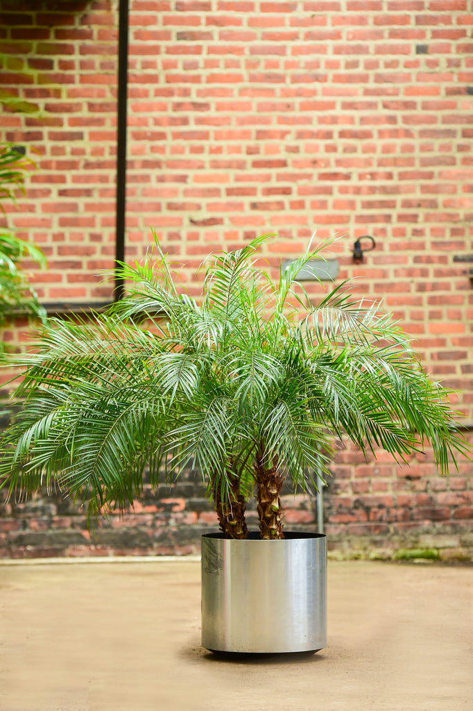 phoenix palm indoor plant Phoenix Roebelenii – Interior Foliage Design
