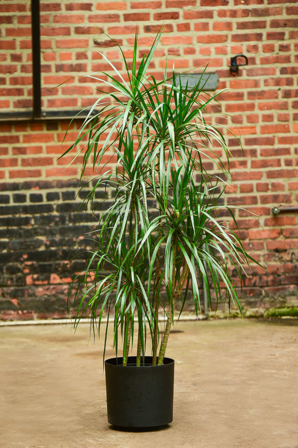 dracena yucca cane Yucca Cane – Interior Foliage Design