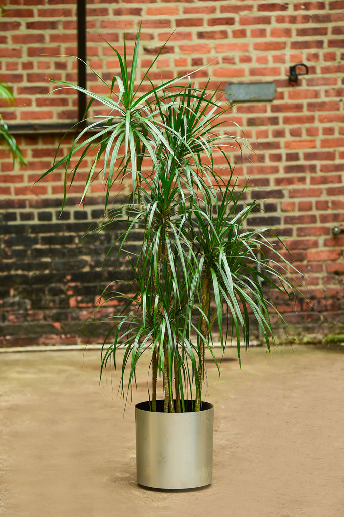 dracaena marginata es de exterior Dragon Tree' Dracaena marginata – Interior Foliage Design