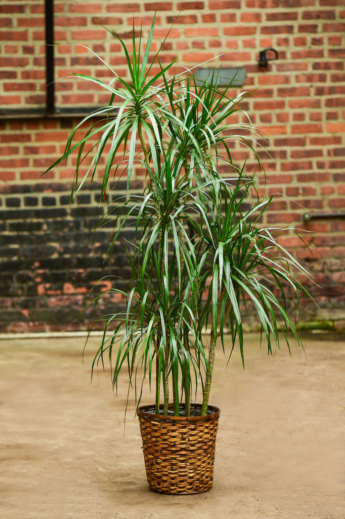 dracaena interior o exterior Dragon Tree' Dracaena marginata – Interior Foliage Design