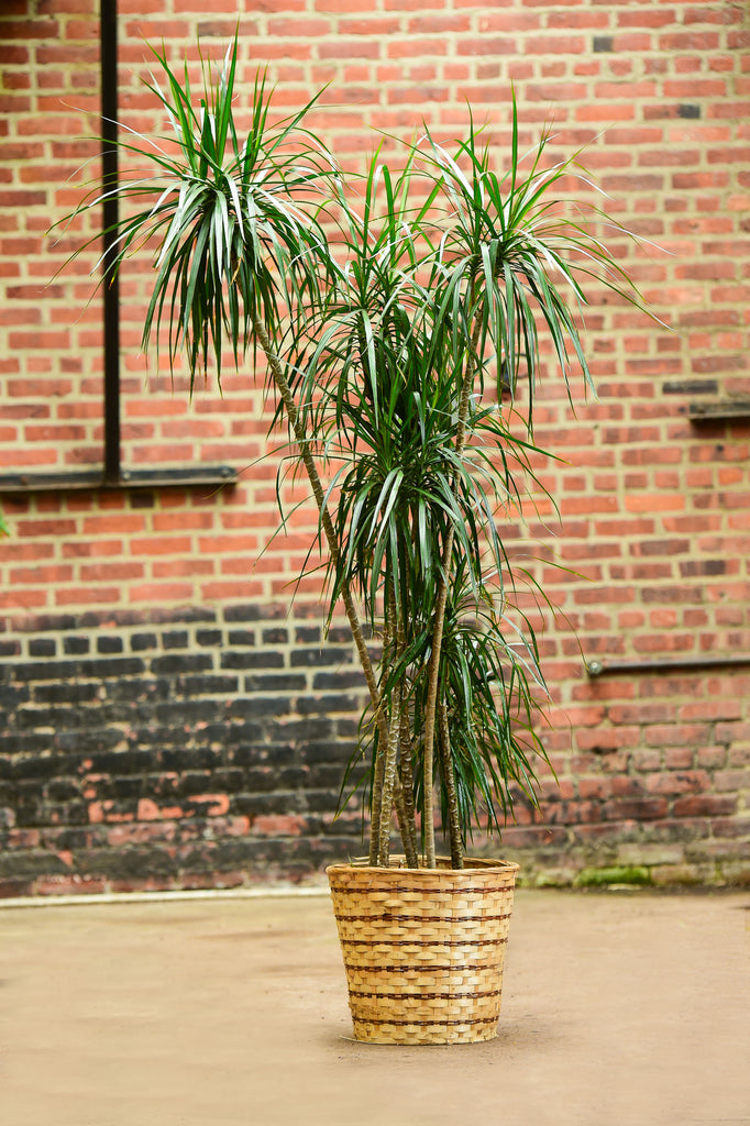 dracaena marginata exterior Dragon Tree' Dracaena marginata – Interior Foliage Design