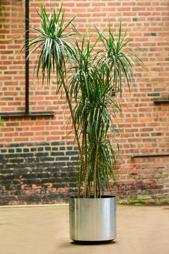 house plants dragon tree Dragon Tree' Dracaena marginata – Interior Foliage Design