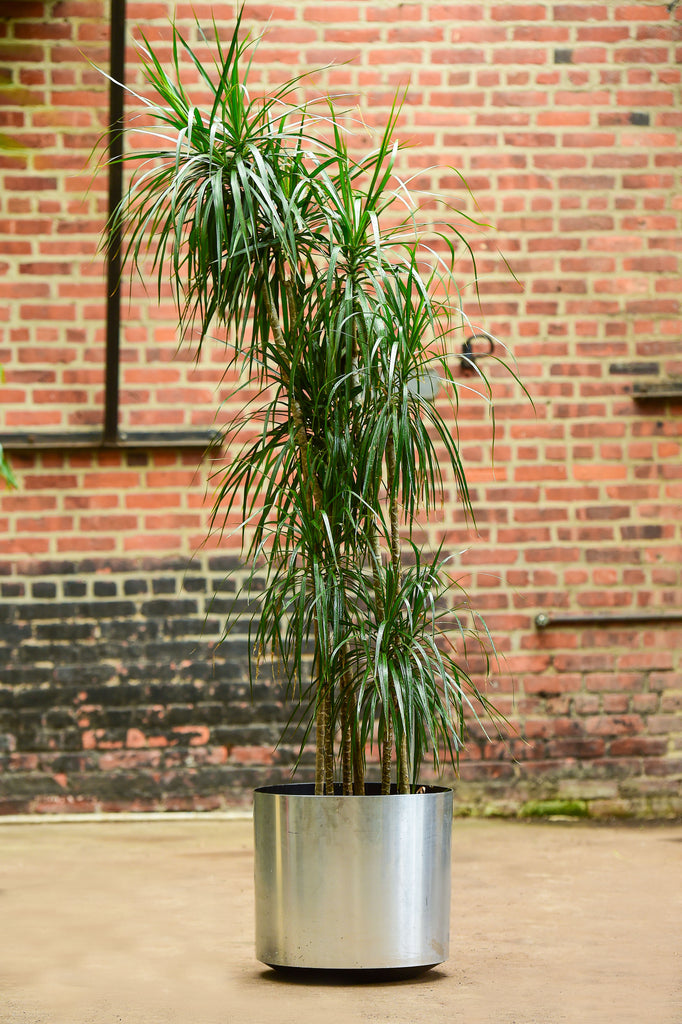 red dragon plant indoor Dragon Tree' Dracaena marginata – Interior Foliage Design