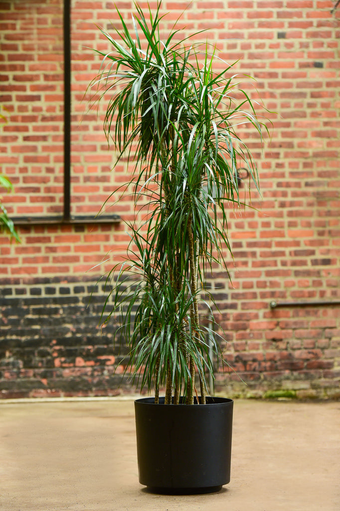 dracaena marginata interior Dragon Tree' Dracaena marginata – Interior Foliage Design
