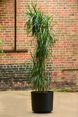 dracaena madagascar dragon tree Dragon Tree' Dracaena marginata – Interior Foliage Design