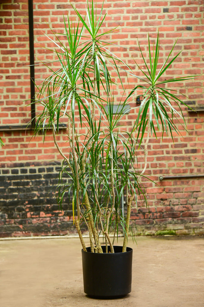 indoor dracaena trees Dragon Tree' Dracaena marginata – Interior Foliage Design