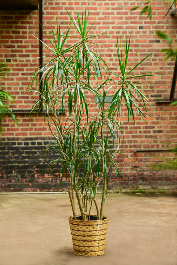 Dragon Tree' Dracaena marginata – Interior Foliage Design